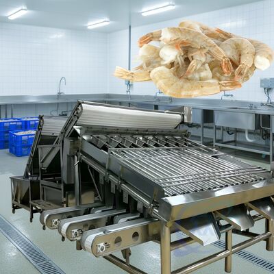 Bom preço Máquina de classificação de camarão de rolos durável 1500kg-2000kg/H Roller Shrimp Sorter High Stable Roller Shrimp Sizing Machine for Seafood on-line