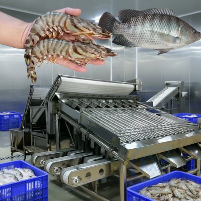Bom preço Máquina de classificação de camarão durável 4.9KW Máquina de classificação de peixe para plantas de frutos do mar Linha automática de dimensionamento de camarão Gradiente de peixe Zolim on-line