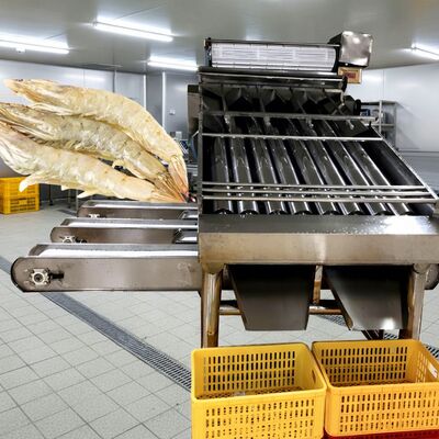 Bom preço Classificador de camarão com rolo 4,9kw, máquina de classificação de camarão sus304, classificador automático de camarão zolim, melhor máquina de dimensionamento de camarão para frutos do mar on-line
